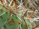 Eastern Prickly Pear