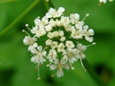 More Goutweed