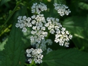 More Spreading Hedge Parsley