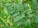 More Poison Hemlock