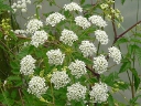 More Spotted Water Hemlock