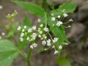 More Honewort