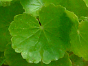 Water Pennywort