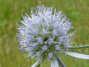 More Plains Eryngo