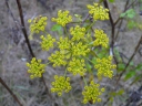 More Wild Parsnip