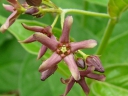 More Dog-Strangling Vine