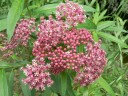 More Swamp Milkweed