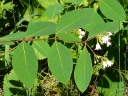 More Spreading Dogbane