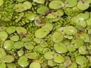 More Common Duckweed