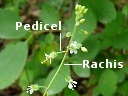 Enchanter's Nightshade