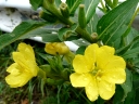 More Evening Primrose