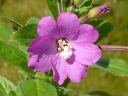More Hairy Willow Herb