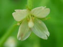 More Purple-leaved Willow Herb