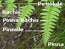 Bracken Fern