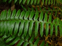 More Christmas Fern