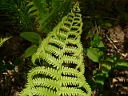 More Ostrich Fern