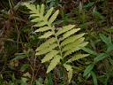 More Sensitive Fern