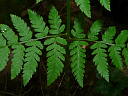 More Spinulose Wood Fern