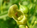 More Maryland Figwort