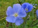 More Common Flax