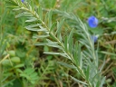 Common Flax