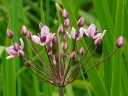 Flowering-rush Family
