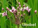 Flowering-rush