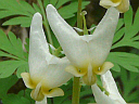 More Dutchman's Breeches