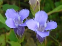More Fringed Gentian