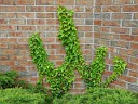 More English Ivy