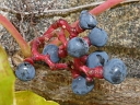 More Boston Ivy