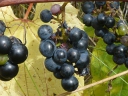 More Wild Grape