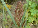 More Barnyard Grass