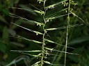 More Eastern Bottlebrush Grass