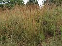 Indian Grass