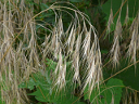 Brome Grass