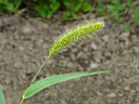 Green Foxtail Grass