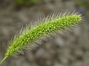 More Green Foxtail Grass