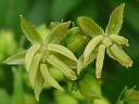 More Japanese Hop