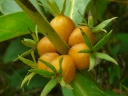 More Orange-fruited Horse-gentian