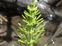 More Common Horsetail