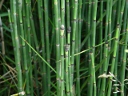 Horsetail Family