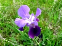 More Blue Flag Iris