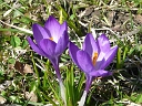 Iris Family