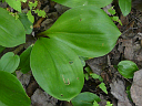 Yellow Clintonia