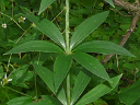 More Michigan Lily