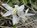 More Siberian Squill