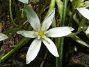 More Star-of-Bethlehem