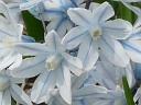 Striped Squill