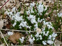 More Striped Squill